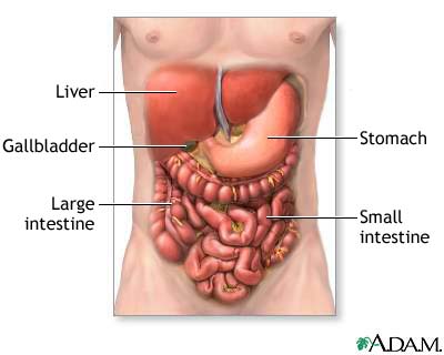 digestivesystem